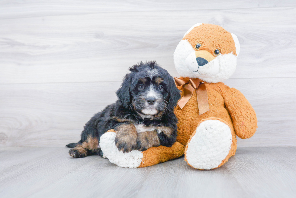 Happy Mini Bernedoodle Baby