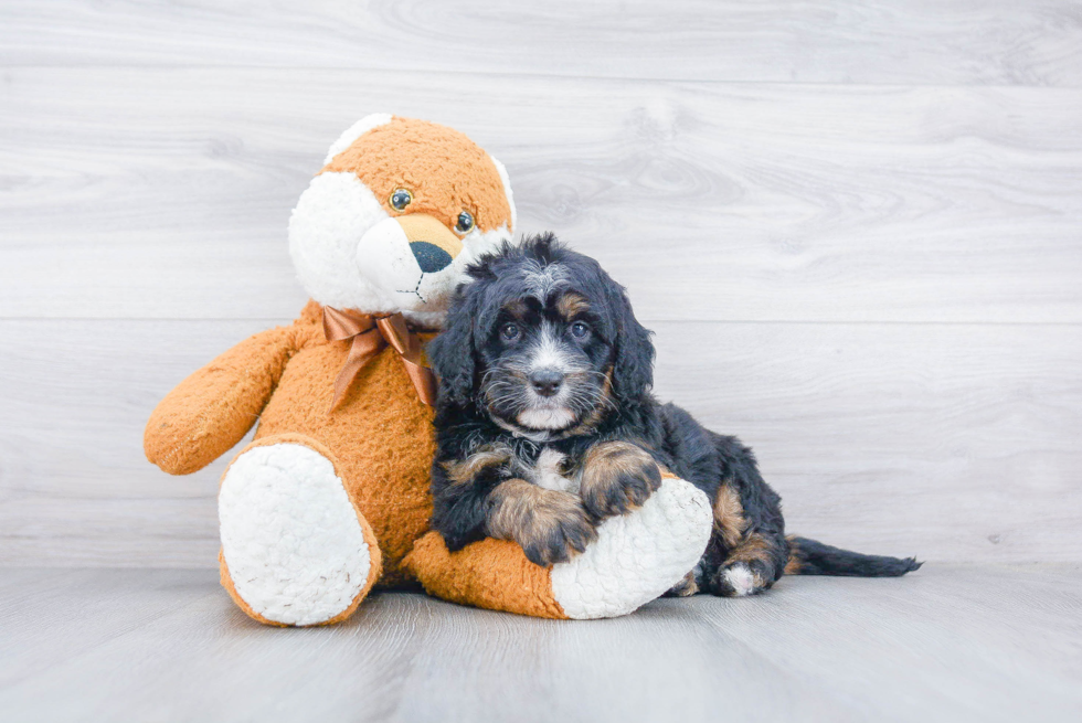 Mini Bernedoodle Pup Being Cute