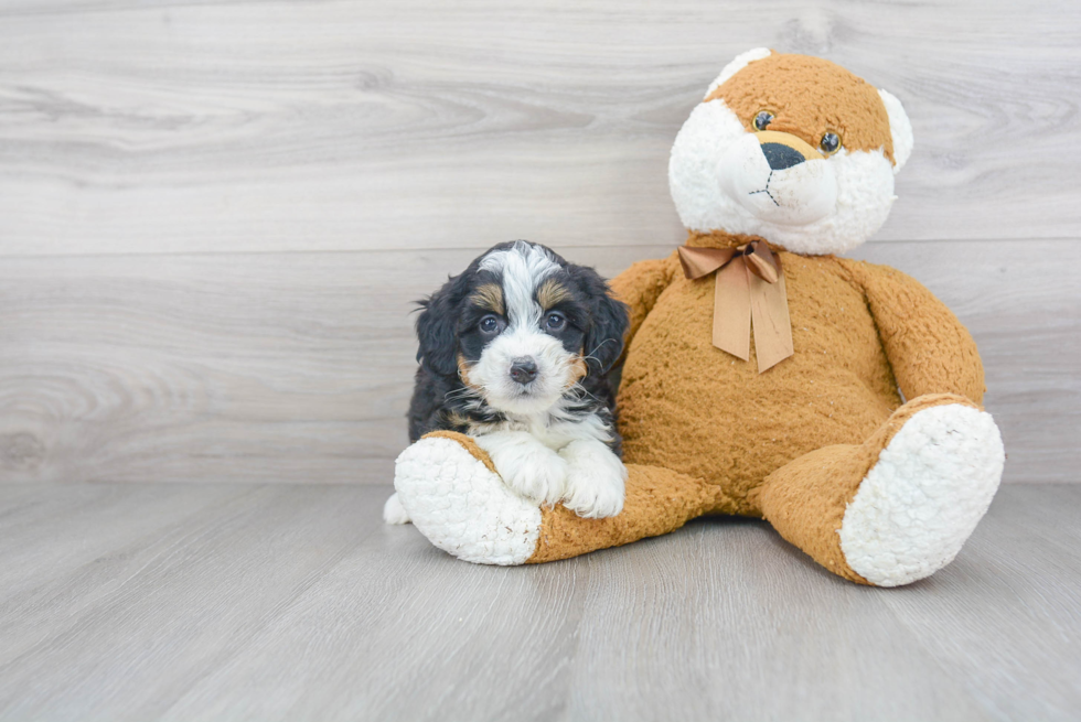 Playful Bernadoodle Poodle Mix Puppy