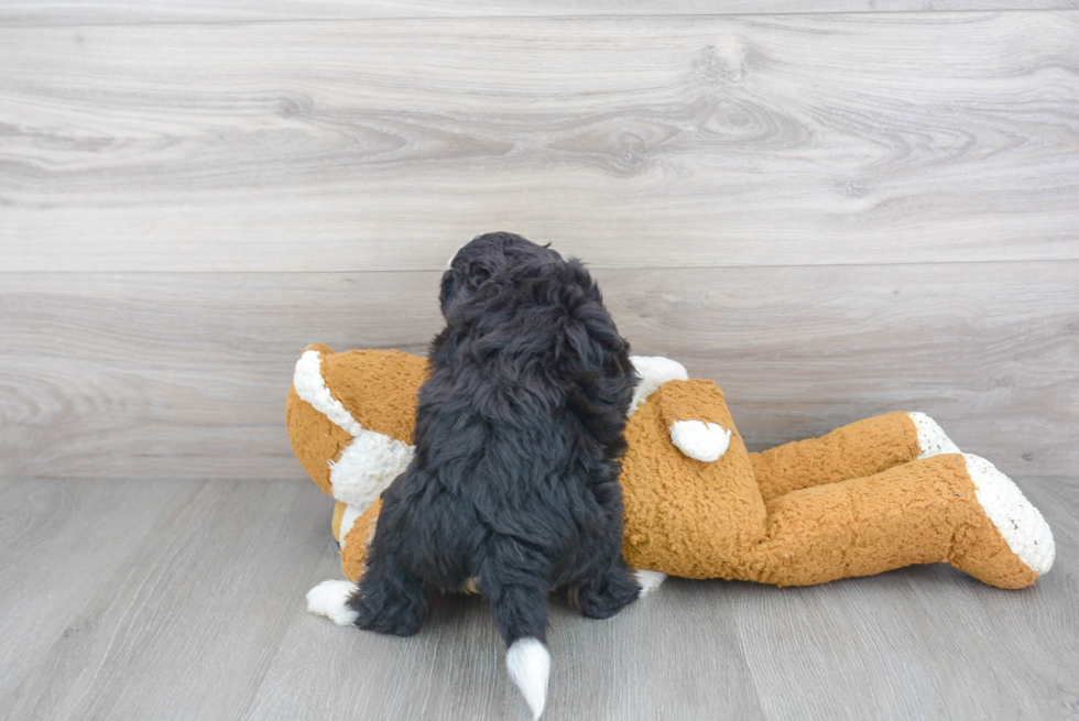 Mini Bernedoodle Pup Being Cute