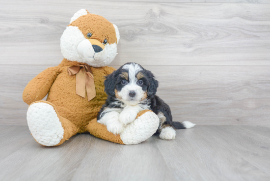 Smart Mini Bernedoodle Poodle Mix Pup