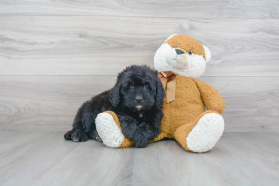 Petite Mini Bernedoodle Poodle Mix Pup