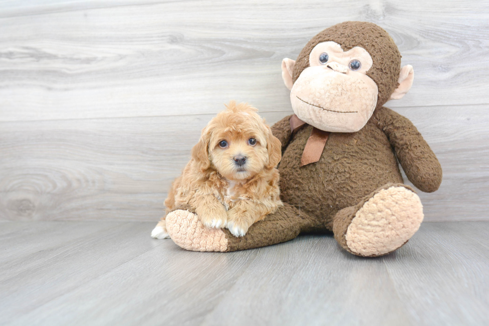 Fluffy Mini Bernedoodle Poodle Mix Pup