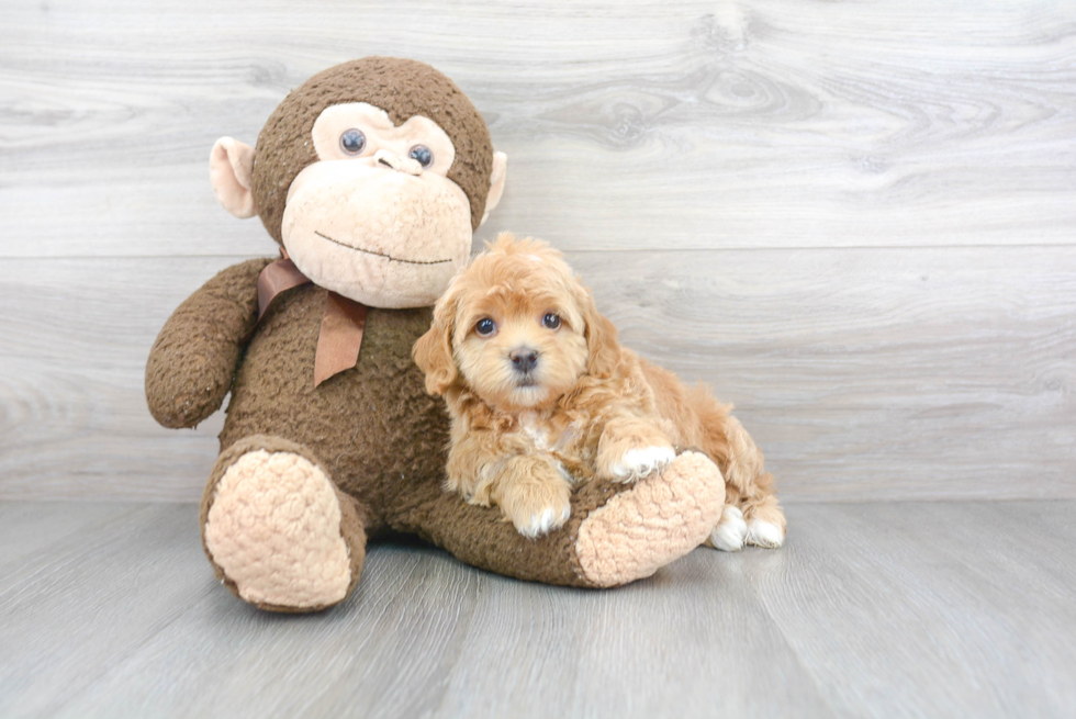 Small Mini Bernedoodle Baby