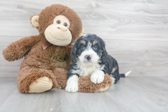 Mini Bernedoodle Puppy for Adoption