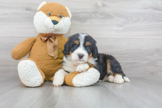 Mini Bernedoodle Pup Being Cute