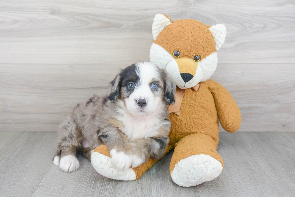 Mini Bernedoodle Puppy for Adoption