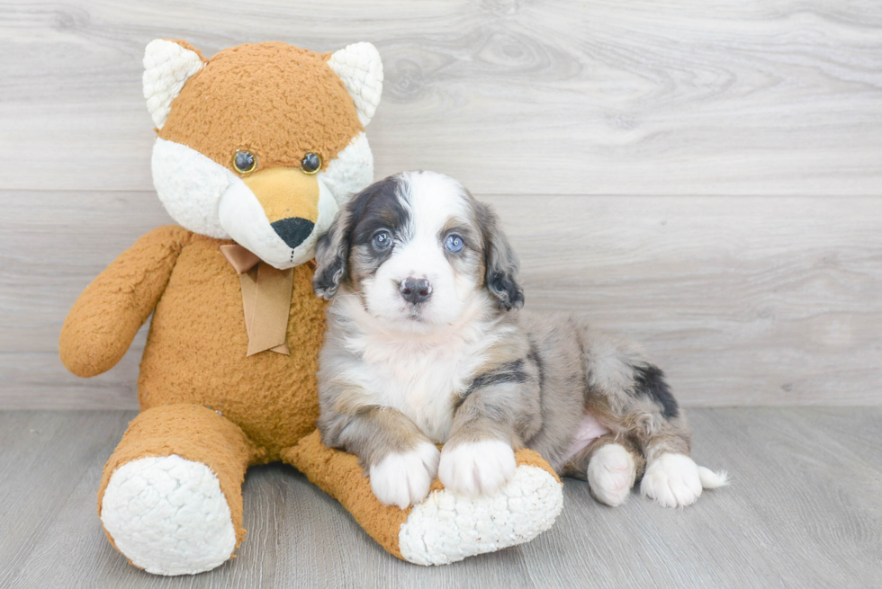 Funny Mini Bernedoodle Poodle Mix Pup