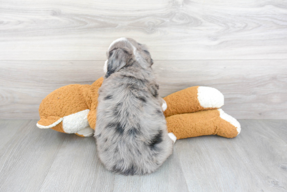 Best Mini Bernedoodle Baby