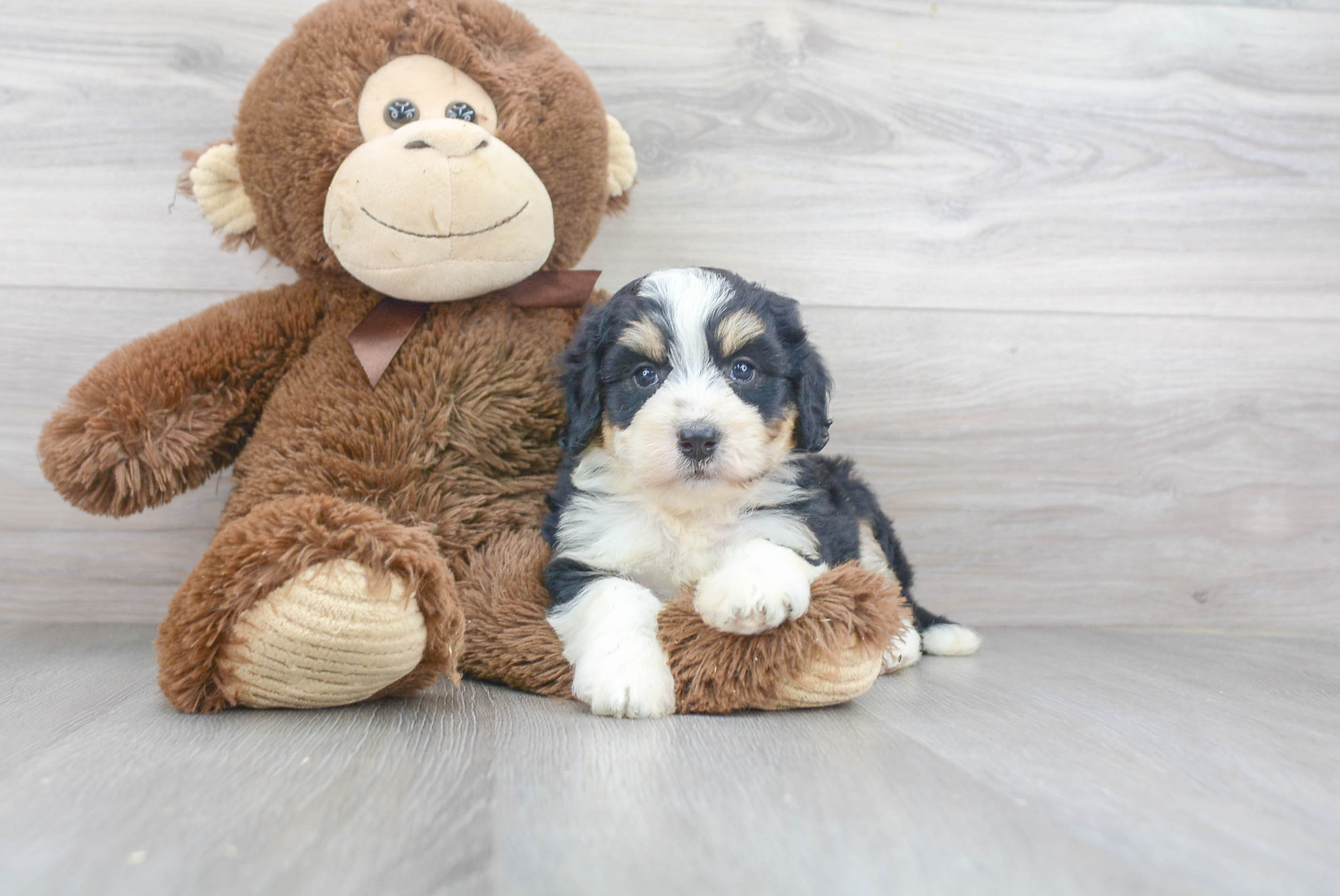 Best Mini Bernedoodle Baby
