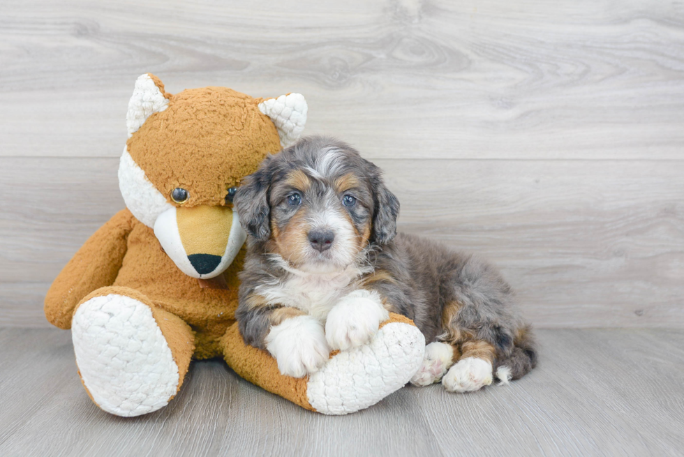 Mini Bernedoodle Puppy for Adoption