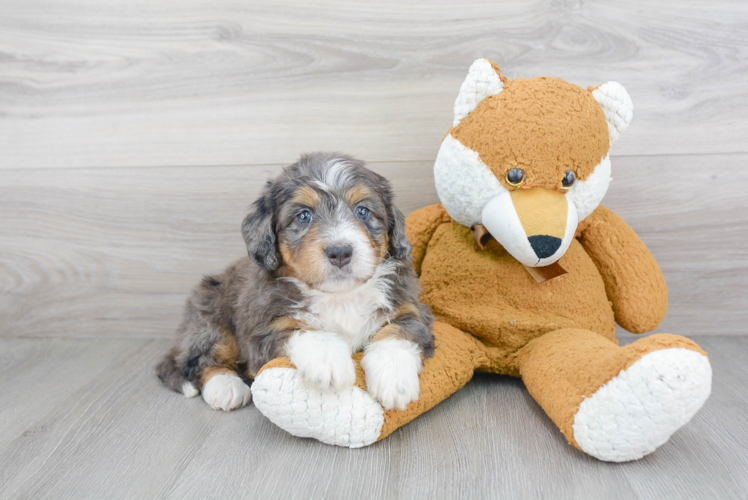 Cute Mini Bernedoodle Baby