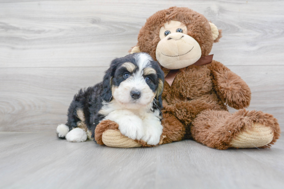 Mini Bernedoodle Pup Being Cute