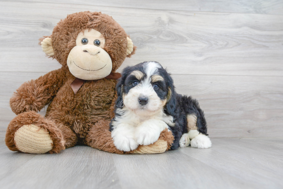 Mini Bernedoodle Pup Being Cute