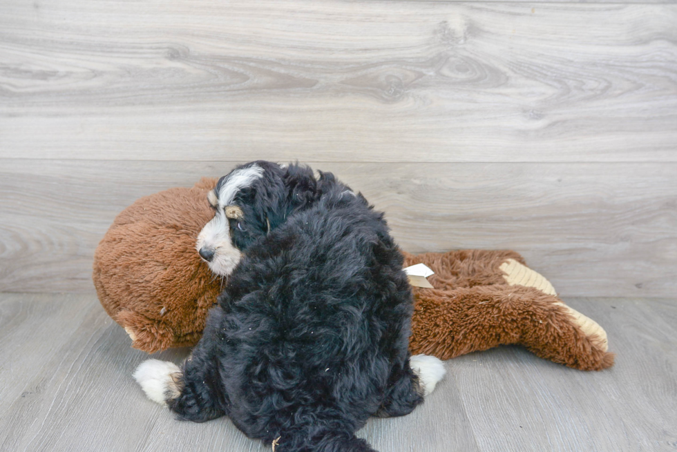 Best Mini Bernedoodle Baby