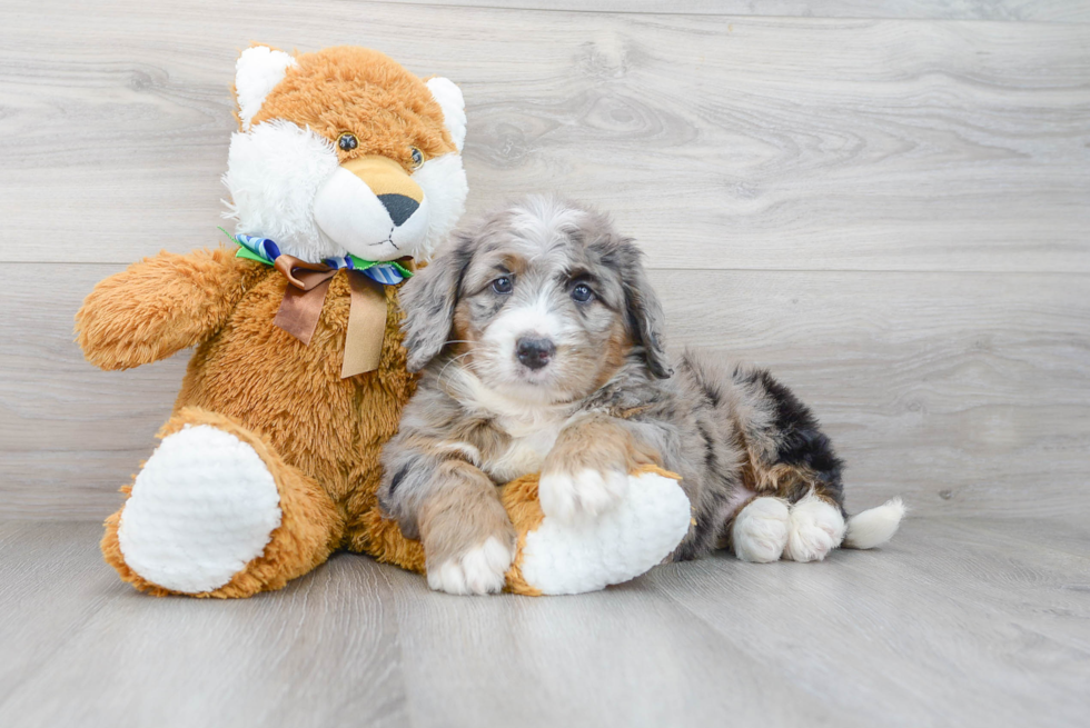 Popular Mini Bernedoodle Poodle Mix Pup