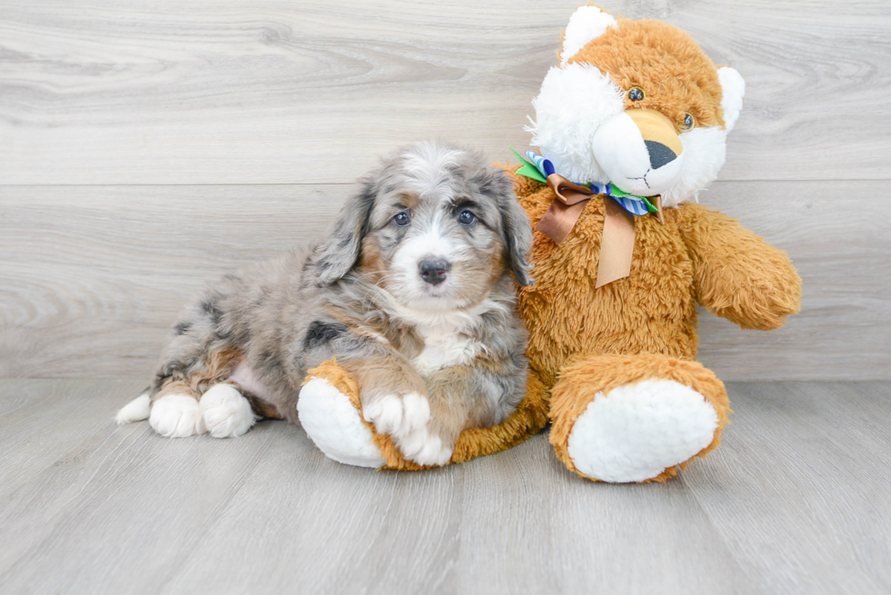 Petite Mini Bernedoodle Poodle Mix Pup