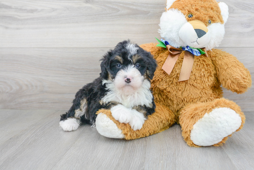 Fluffy Mini Bernedoodle Poodle Mix Pup