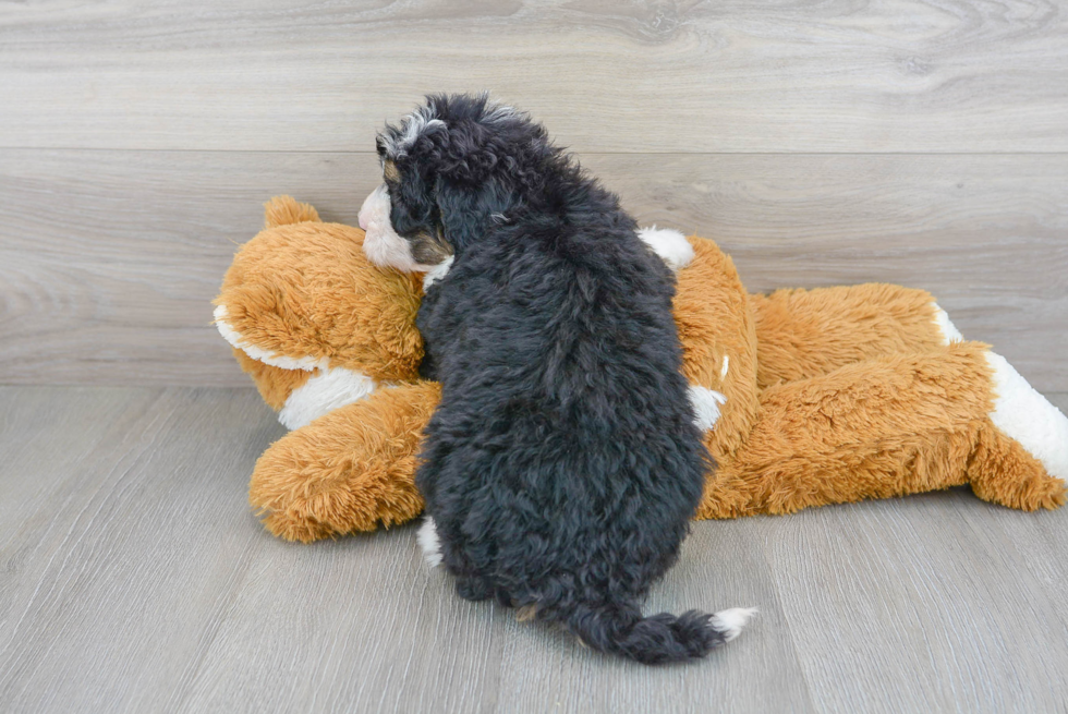 Best Mini Bernedoodle Baby