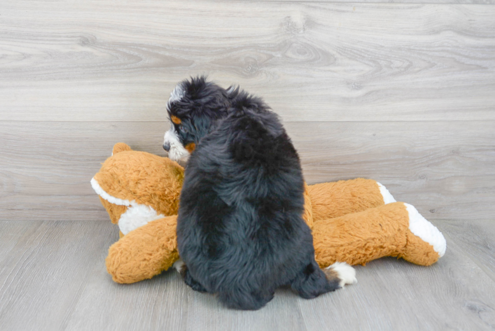 Mini Bernedoodle Puppy for Adoption