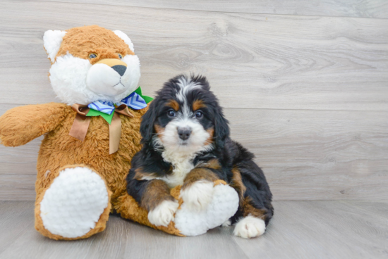 Adorable Bernadoodle Poodle Mix Puppy