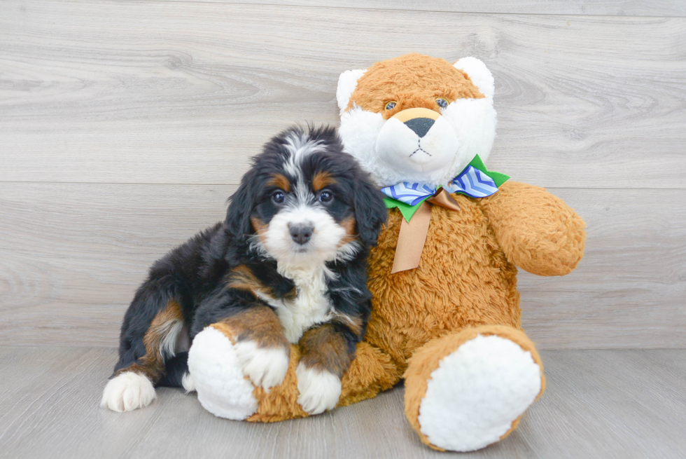 Adorable Mini Berniedoodle Poodle Mix Puppy