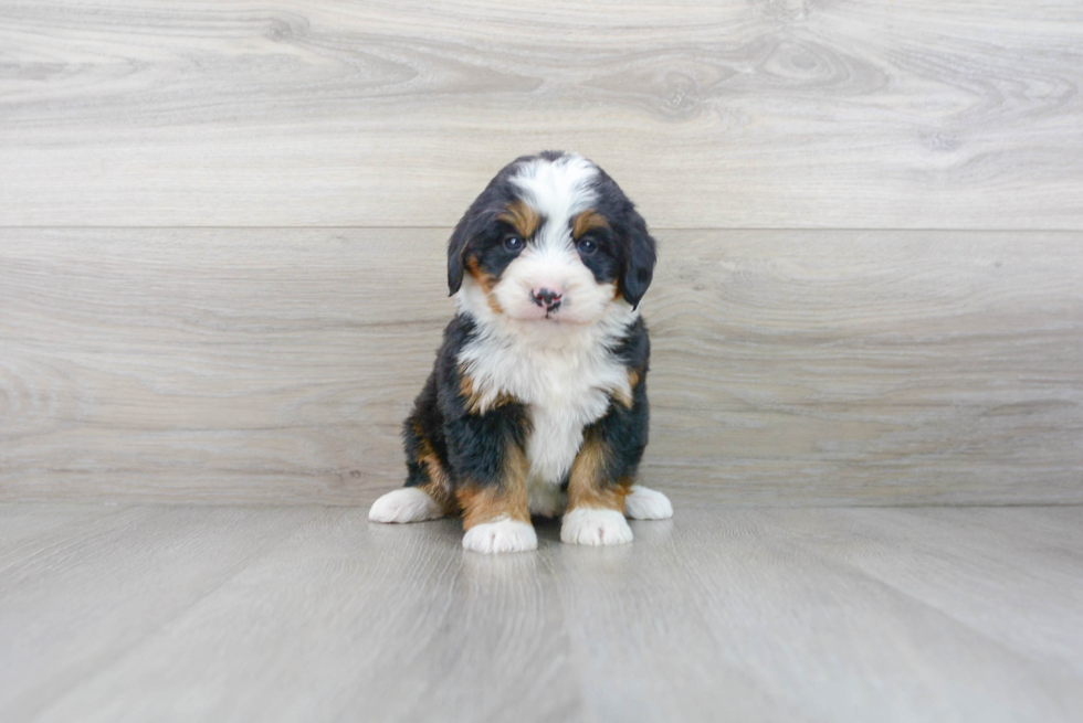 Best Mini Bernedoodle Baby