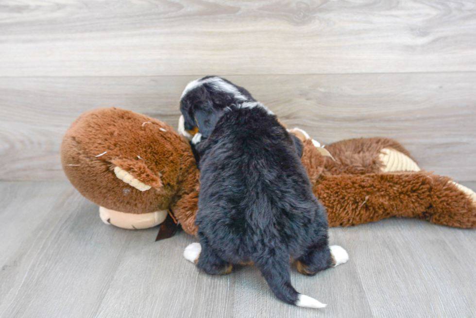 Mini Bernedoodle Puppy for Adoption