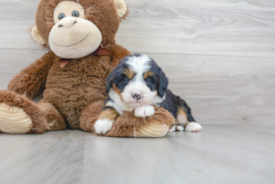 Energetic Bernadoodle Poodle Mix Puppy