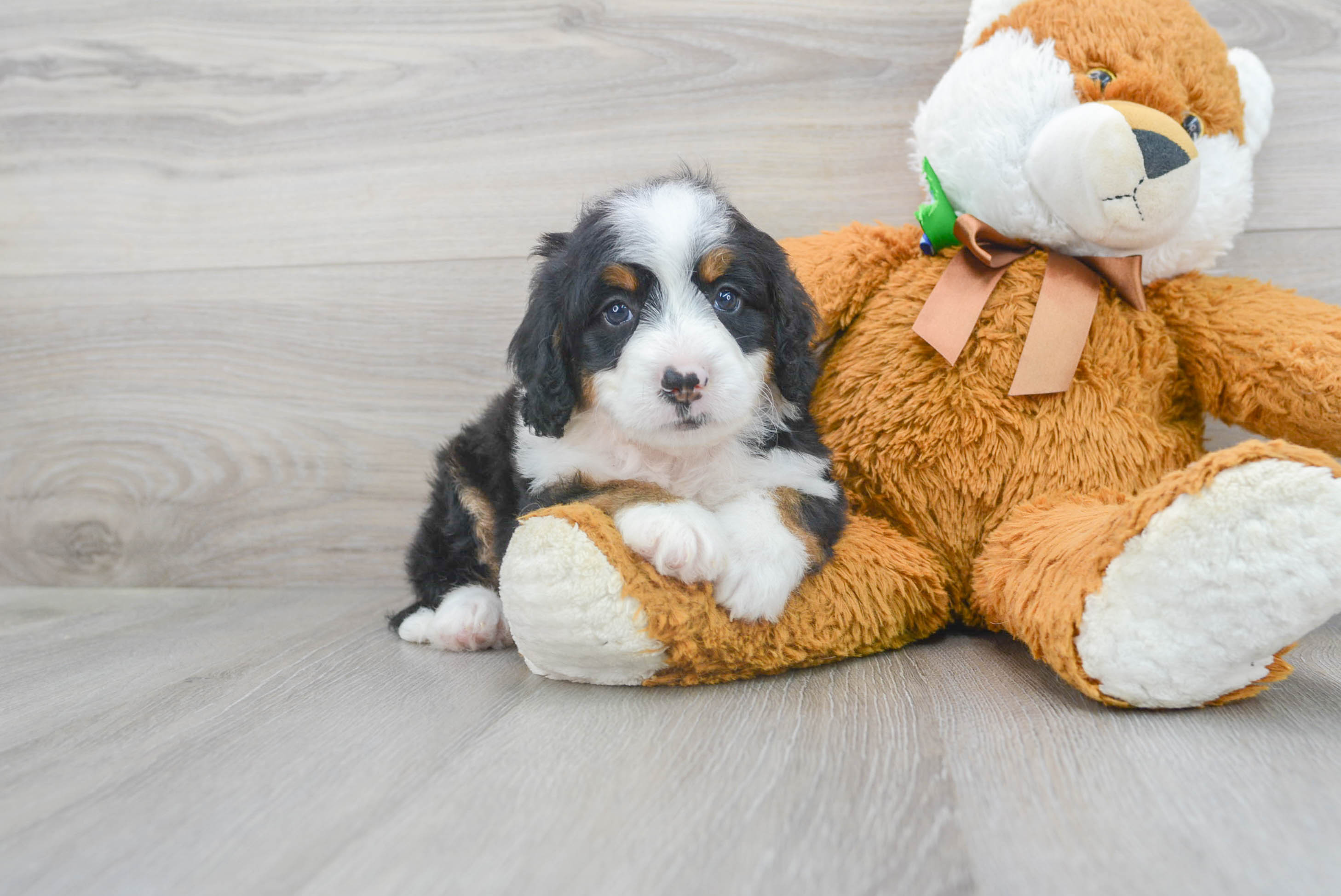 Funny Mini Bernedoodle Poodle Mix Pup