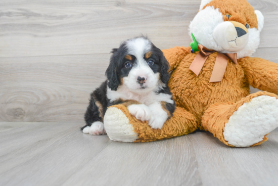 Funny Mini Bernedoodle Poodle Mix Pup