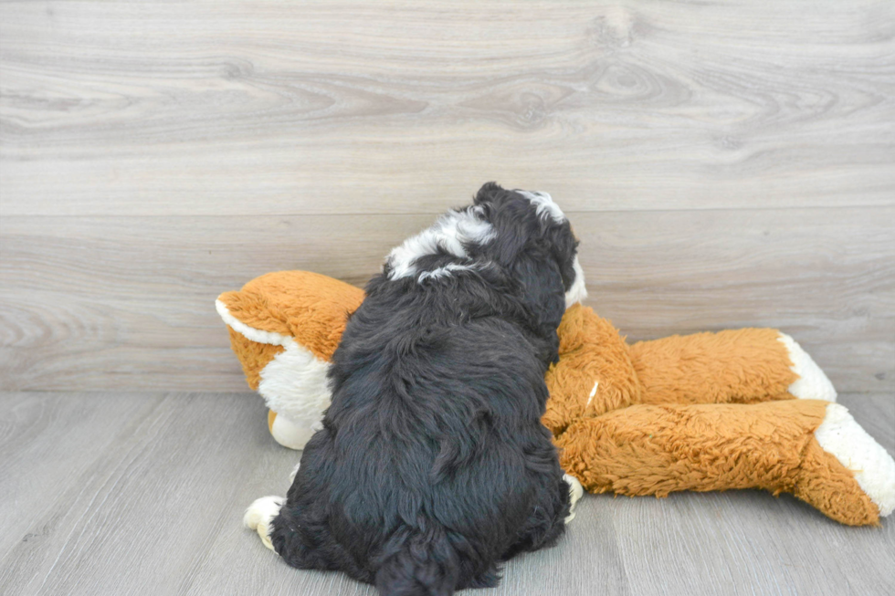 Popular Mini Bernedoodle Poodle Mix Pup