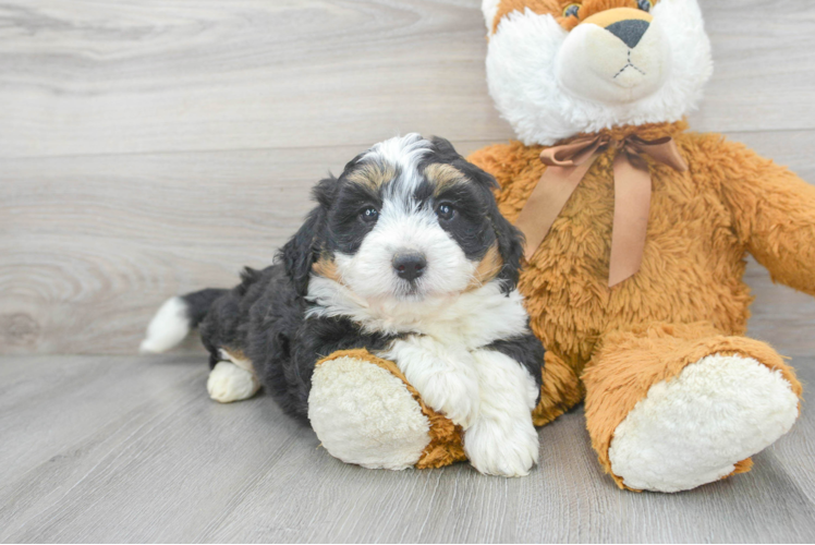 Playful Mini Berniedoodle Poodle Mix Puppy