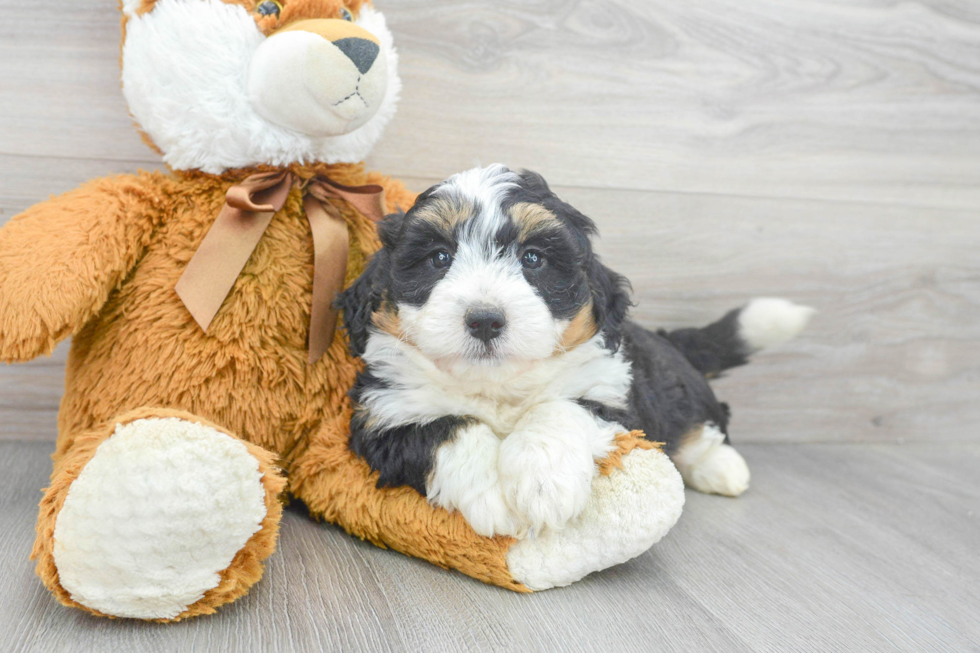 Mini Bernedoodle Pup Being Cute