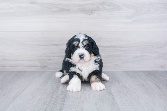 Petite Mini Bernedoodle Poodle Mix Pup