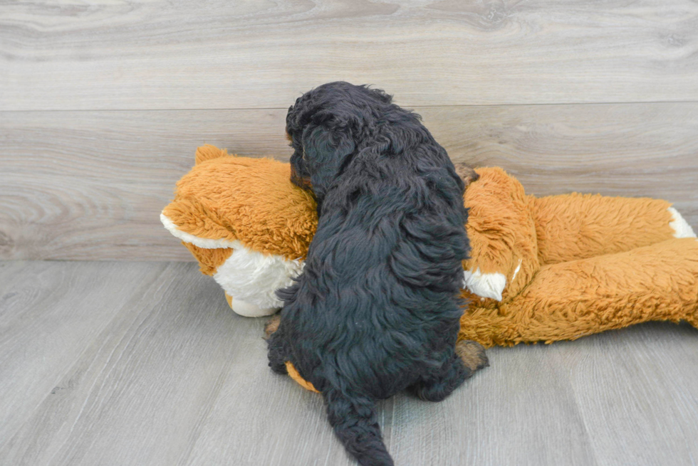 Playful Bernadoodle Poodle Mix Puppy