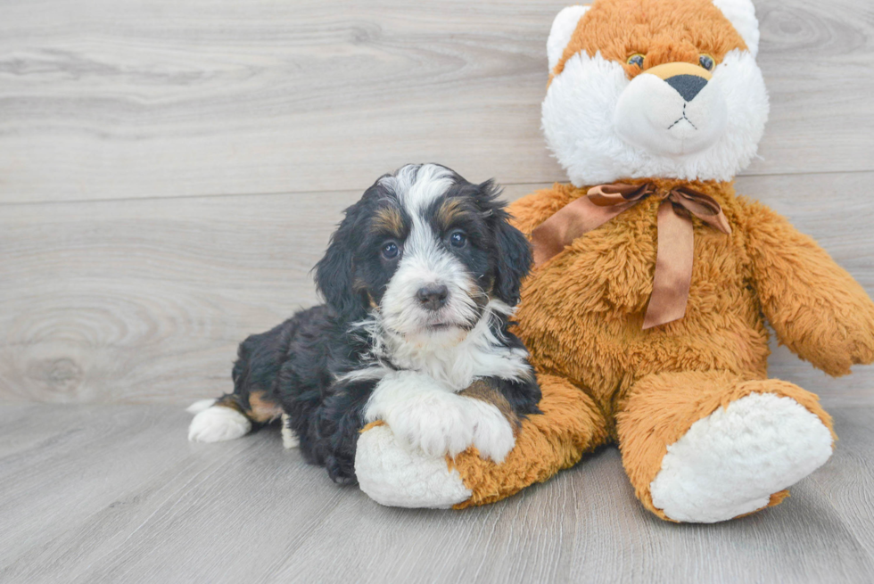 Energetic Mini Berniedoodle Poodle Mix Puppy