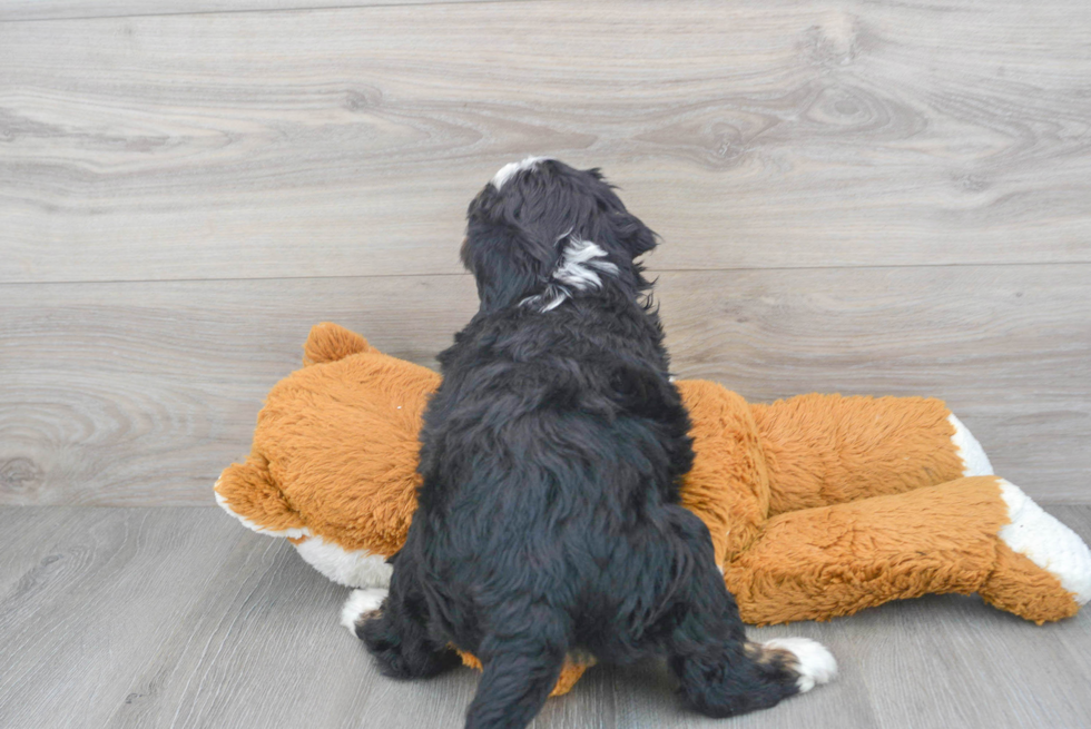 Mini Bernedoodle Pup Being Cute