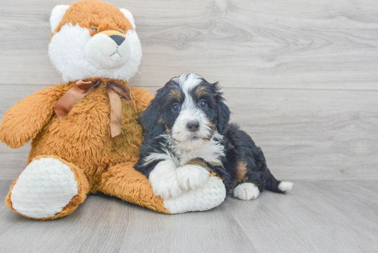 Adorable Bernadoodle Poodle Mix Puppy