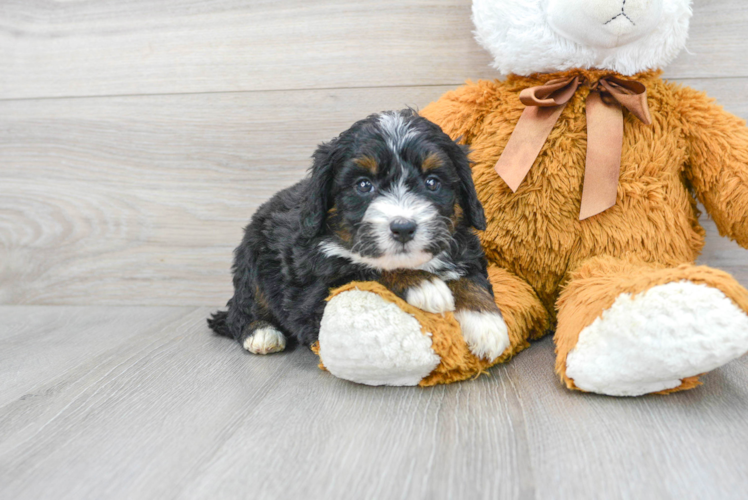 Little Mini Berniedoodle Poodle Mix Puppy