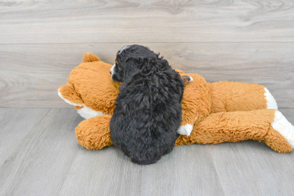 Small Mini Bernedoodle Baby