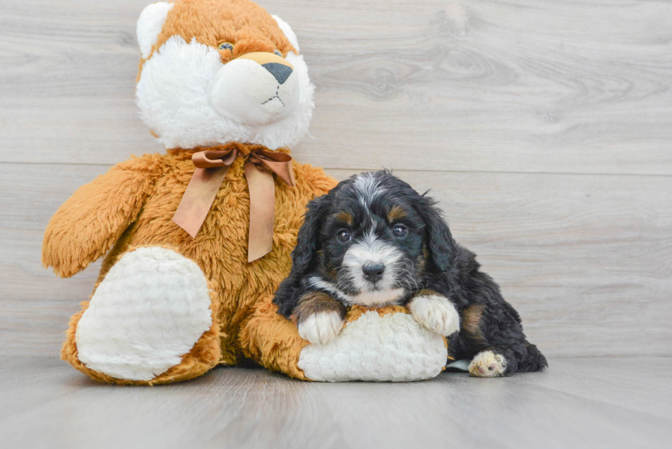 Mini Bernedoodle Puppy for Adoption