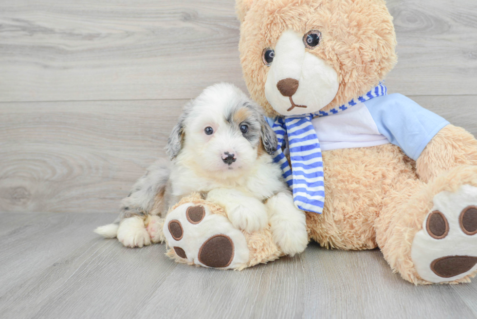 Best Mini Bernedoodle Baby