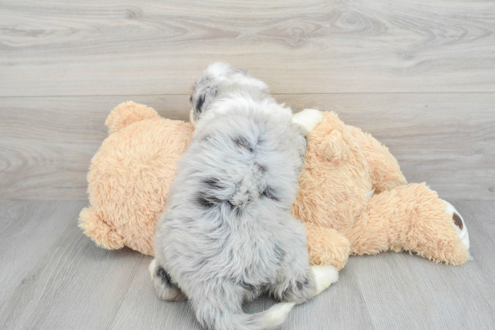 Best Mini Bernedoodle Baby