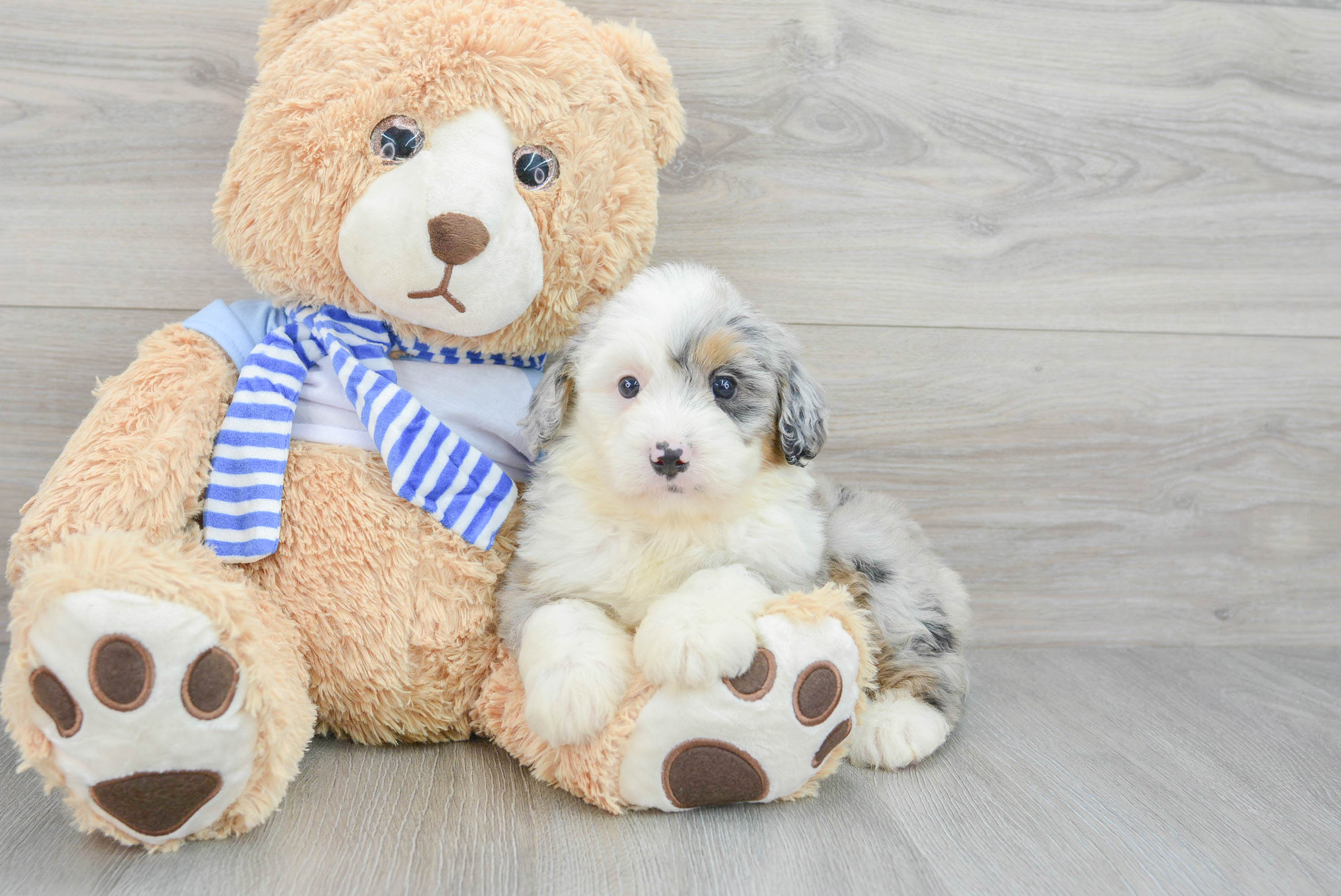 Hypoallergenic Bernadoodle Poodle Mix Puppy