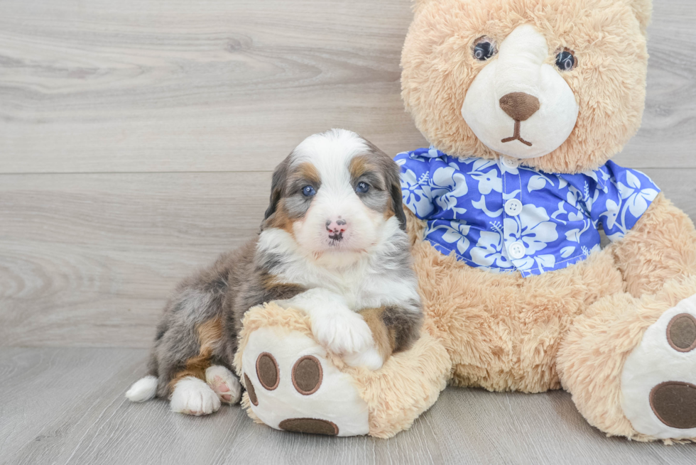 Small Mini Bernedoodle Baby