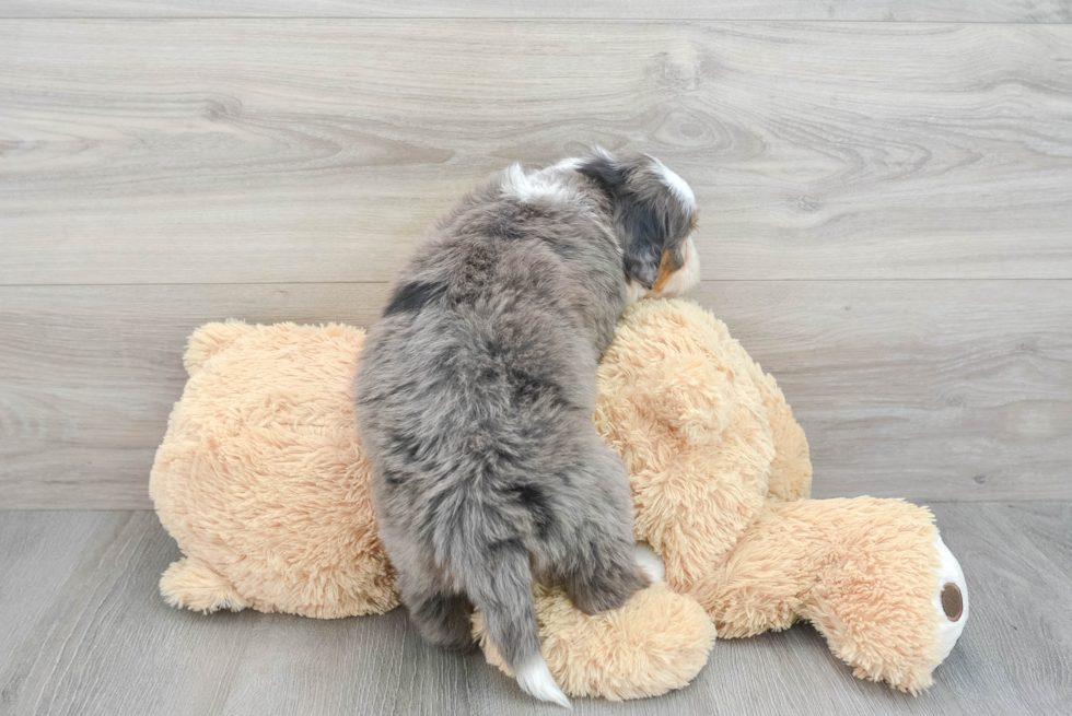 Adorable Bernadoodle Poodle Mix Puppy