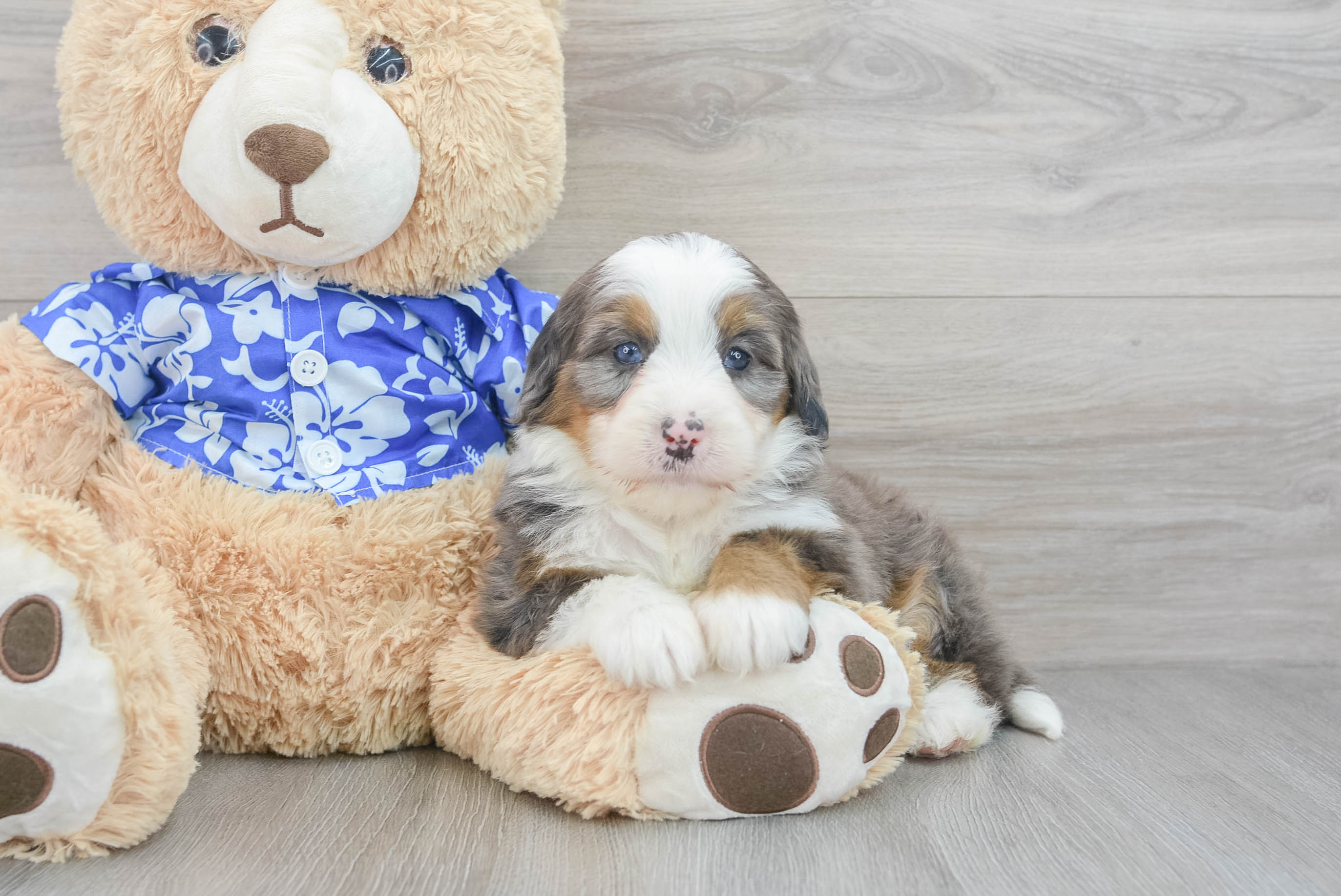 Funny Mini Bernedoodle Poodle Mix Pup
