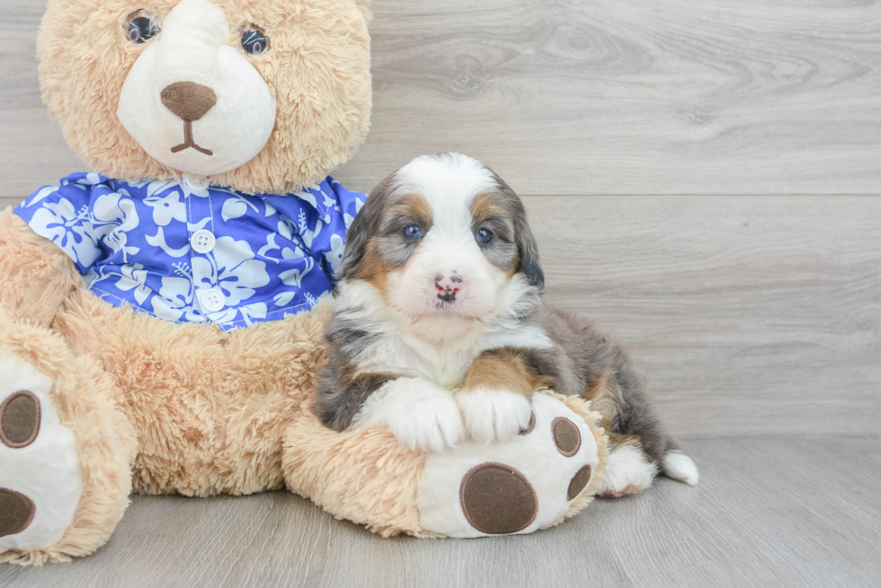 Funny Mini Bernedoodle Poodle Mix Pup