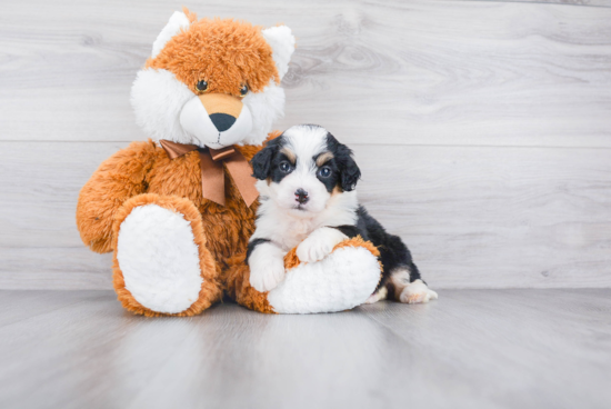 Smart Mini Bernedoodle Poodle Mix Pup